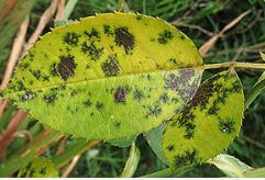 Black spot on roses