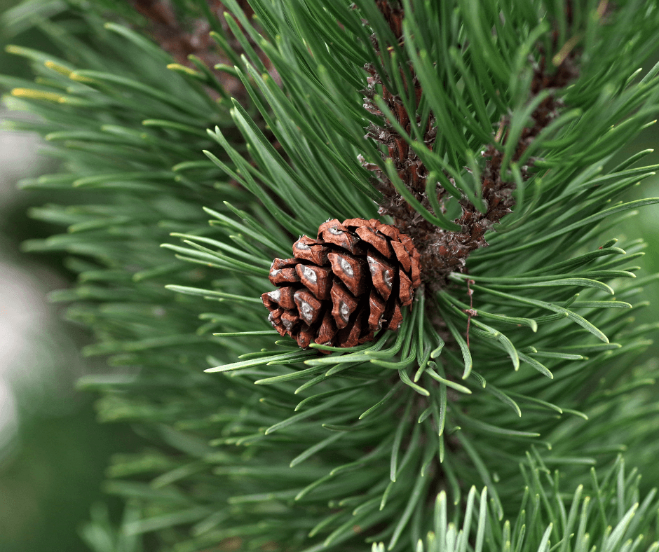 Pine needles and ocnes