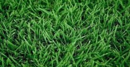 Close-up image of fresh, vibrant green grass blades growing densely together outdoors. The grass appears healthy and lush, with even and uniform growth, suggesting well-maintained lawn care.