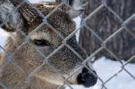 deer behind woven wire fencing