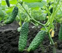 Cucumber plants, known for being deer resistant vegetables, showcase several green cucumbers hanging from their vines, surrounded by lush green leaves and growing in dark, rich soil.