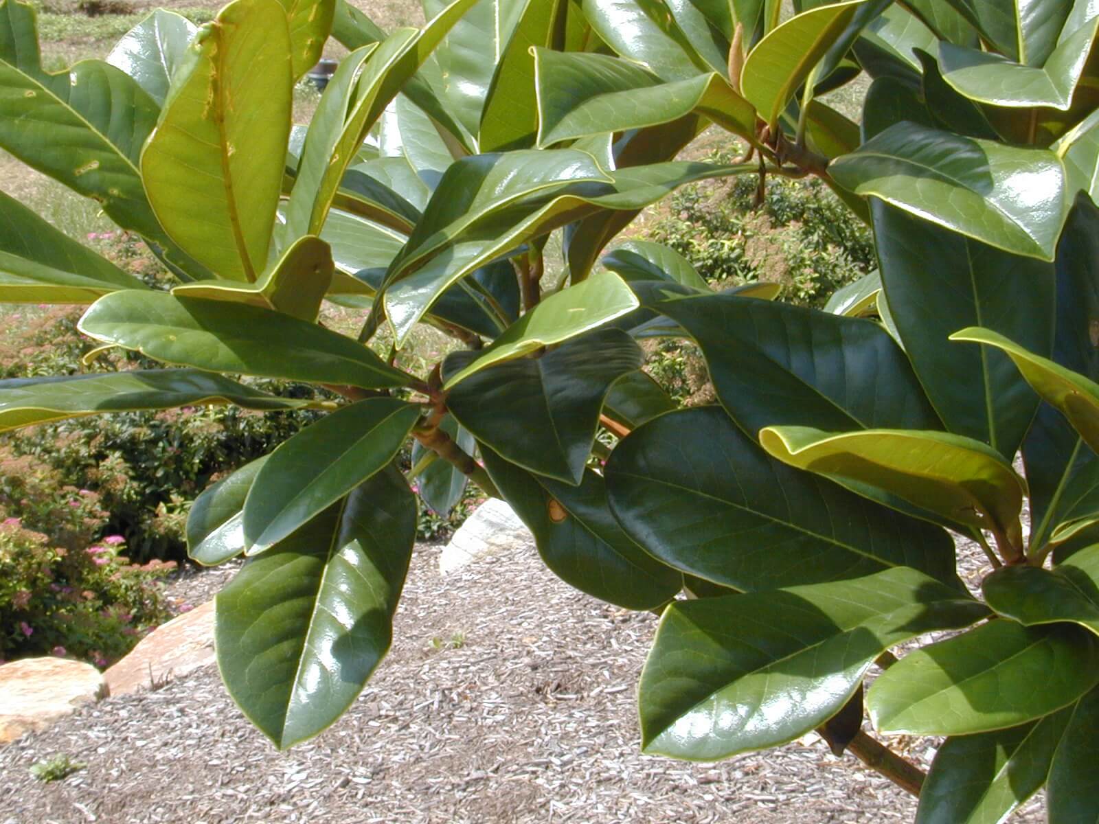 southern magnolia leaves and bud