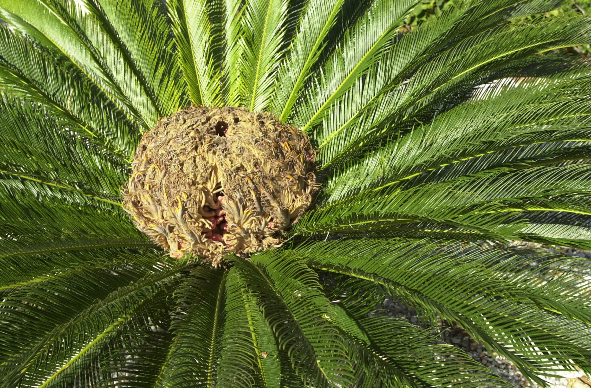 A close-up of a deer-resistant sago palm showcases its vibrant green fronds radiating from the center. The central part is brown and conical, with delicate new fronds slowly unfurling. The sunlight enhances the texture and lushness of the leaves.