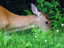 deer deating plants in lawn garden flowers