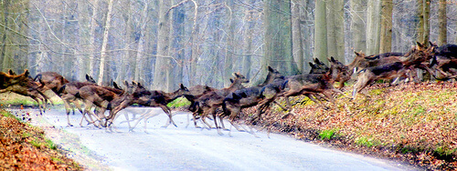 a stream of several deer crossing a road