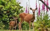 Two deer stand alert in a lush garden with green foliage and tall, deer-resistant pink flowers. The adult deer, in the foreground, gazes directly ahead, while the fawn, partly obscured by the vegetation, stands nearby. The setting appears tranquil and natural.