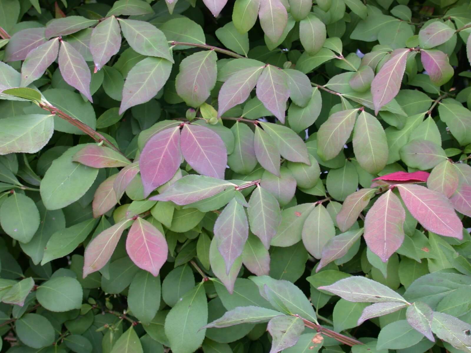 Euonymus alata