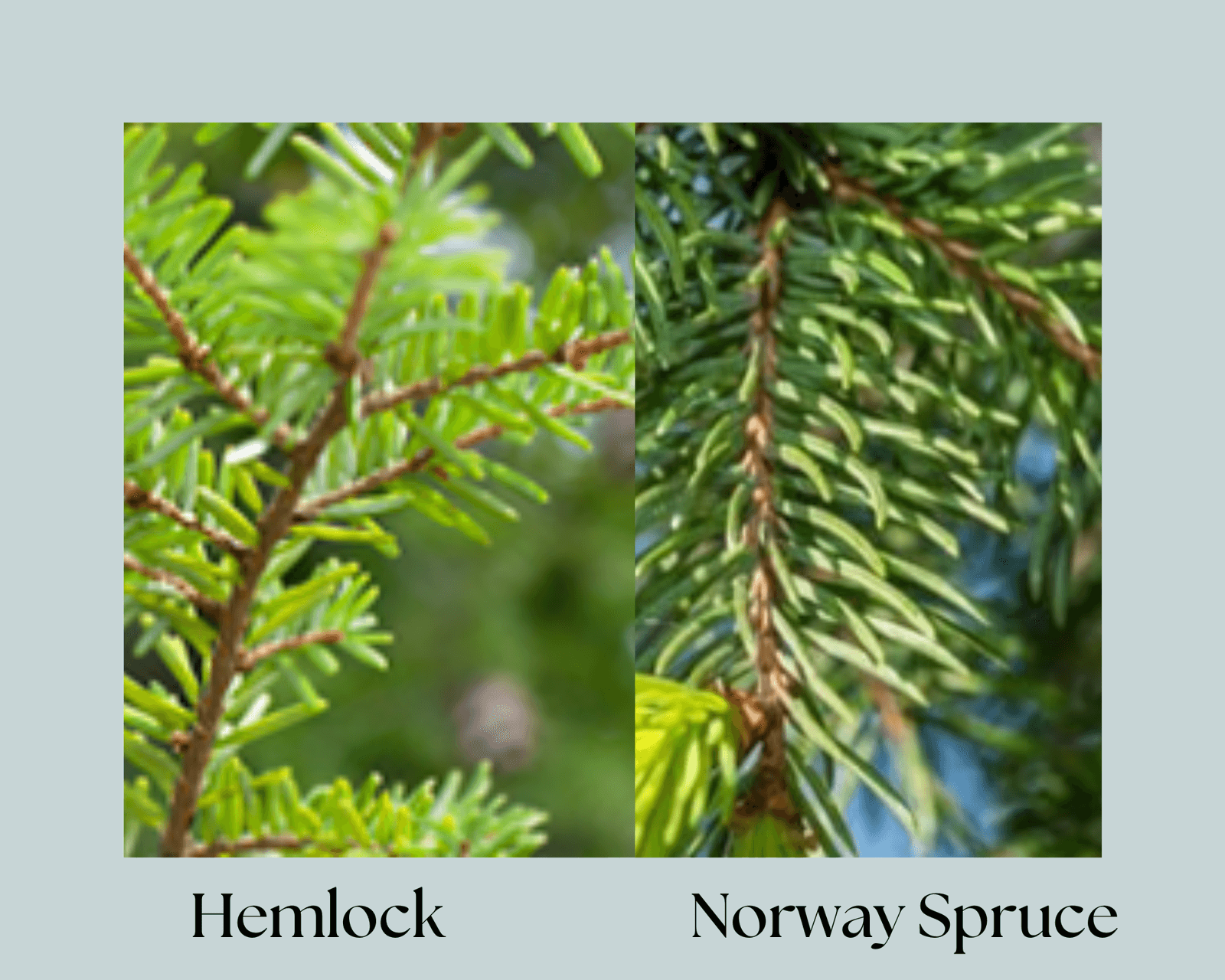 Spruce and Hemlock Identification