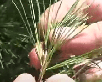 Close-up of a person's hands holding and examining a cluster of pine needles from an evergreen tree. The background includes out-of-focus green foliage.