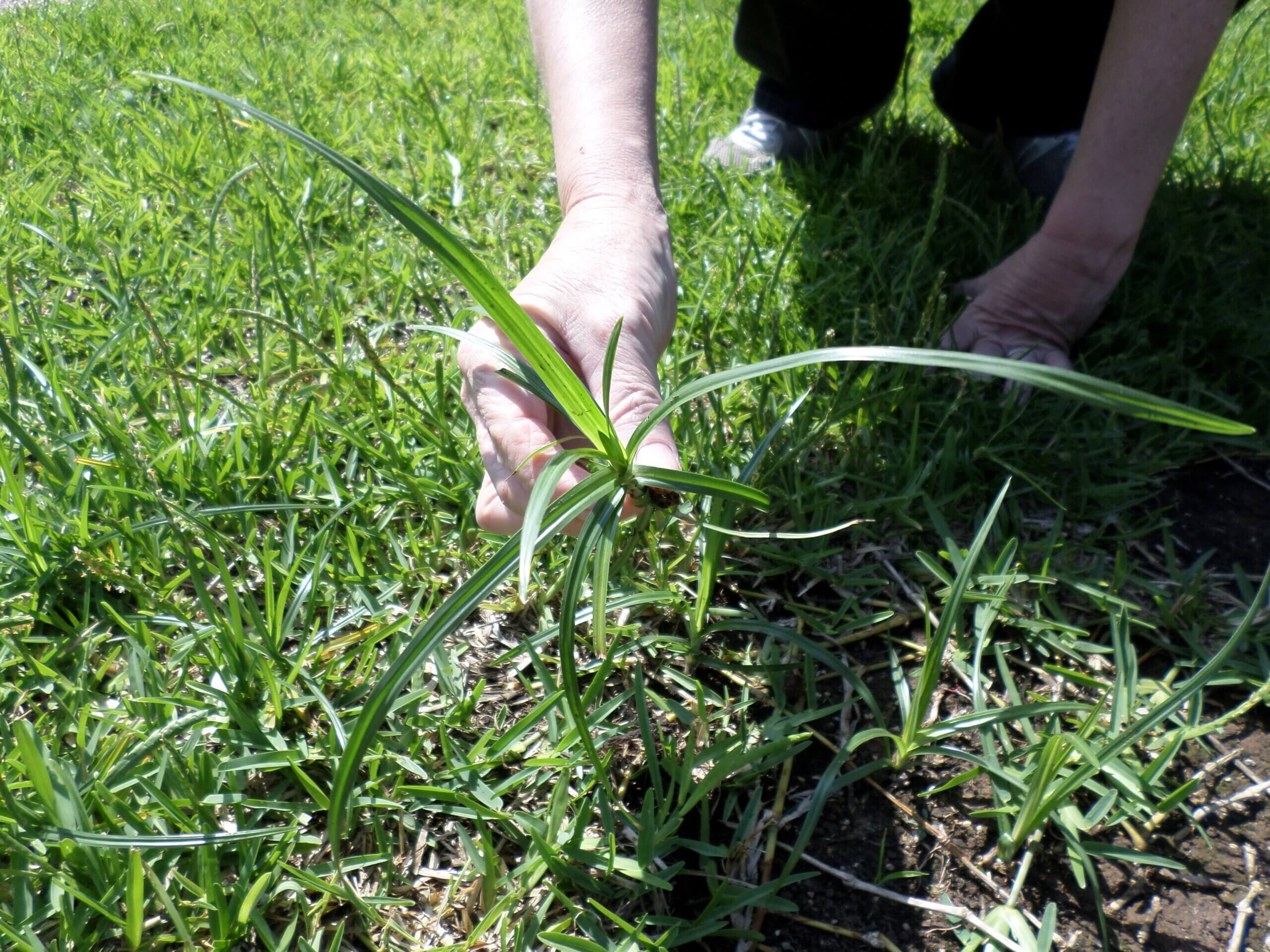 nutsedge