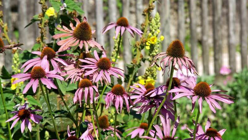 Purple coneflowers