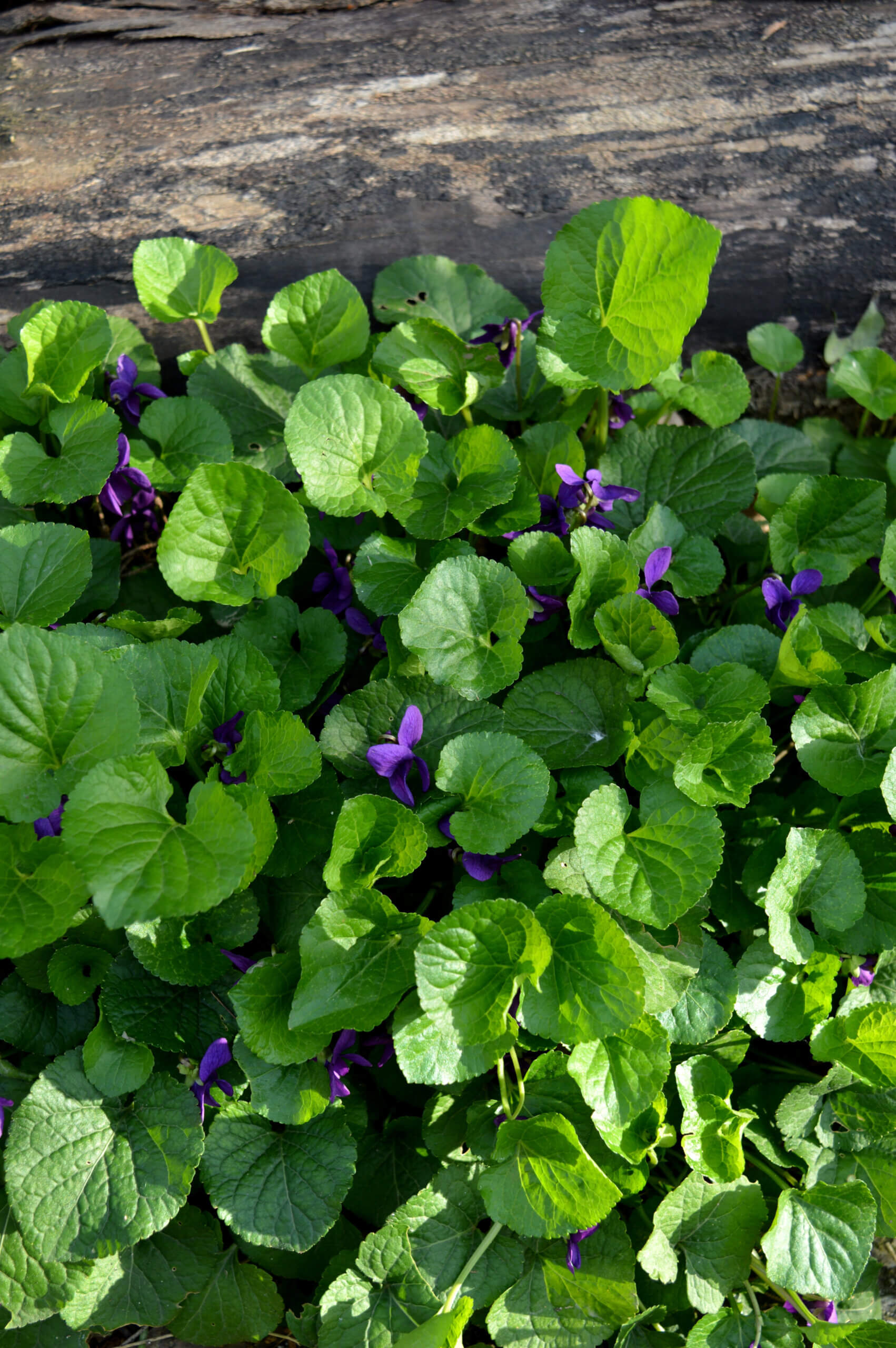 Wild Violets