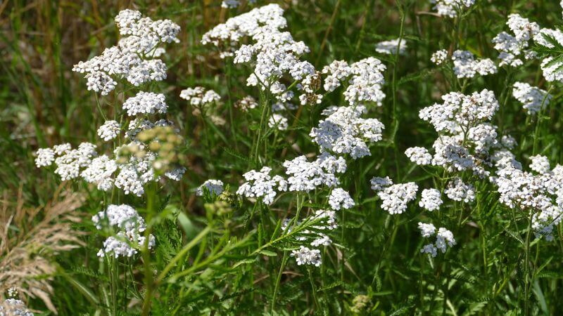 A field of yarrow plants with white flowers and green stems and leaves. The flowers are densely clustered at the tops of the stems, creating a lush, natural scene against a background of mixed greenery ideal for yarrow identification.