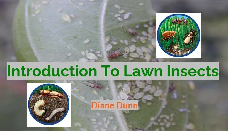 An image of a book cover titled "Introduction To Lawn Insects" by Diane Dunn. The background features close-up images of leaves infested with insects. Illustrations of various insects appear in circular insets on the sides. Insect control course