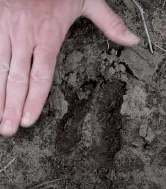 A person's hand is placed on the ground, next to an animal track in the dirt. The track appears to be from a hoofed animal, such as a deer, given its size and shape. The ground looks dry and packed, with small rocks and roots visible.