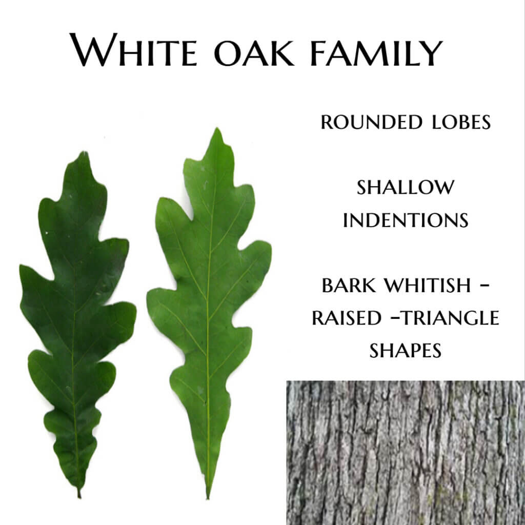 White Oak Family