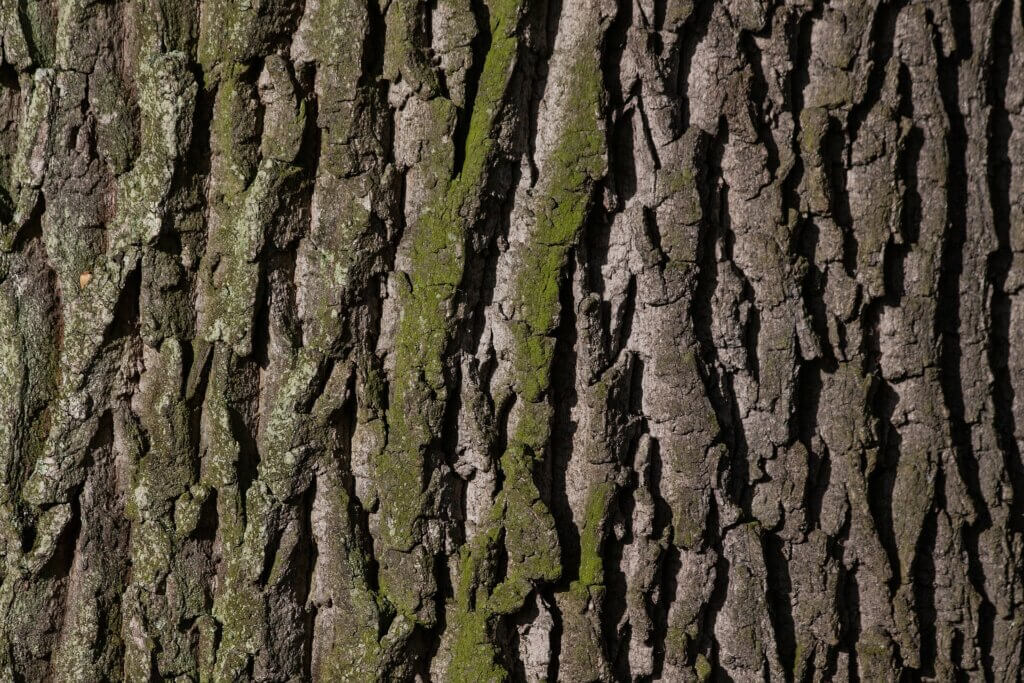 Oak Bark