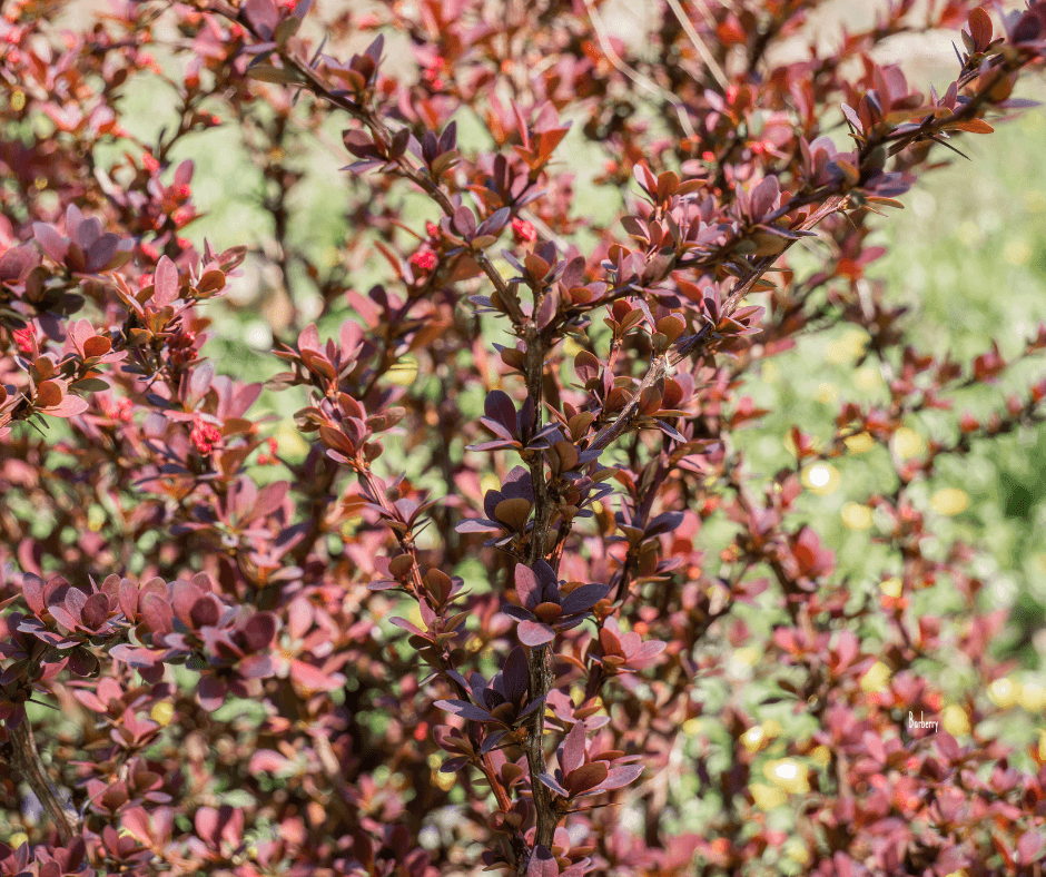 Barberry Identification