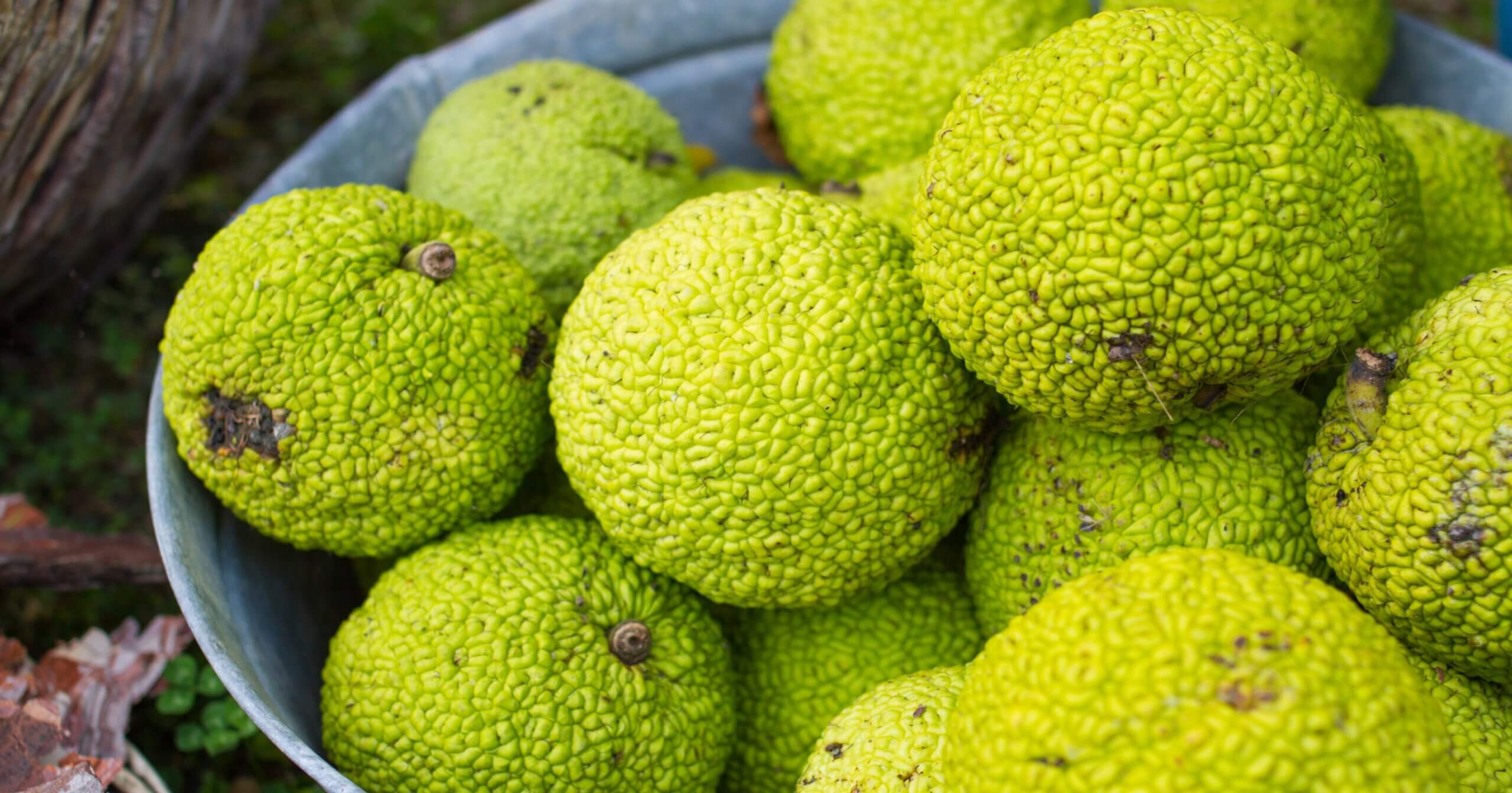 Osage orange fruit