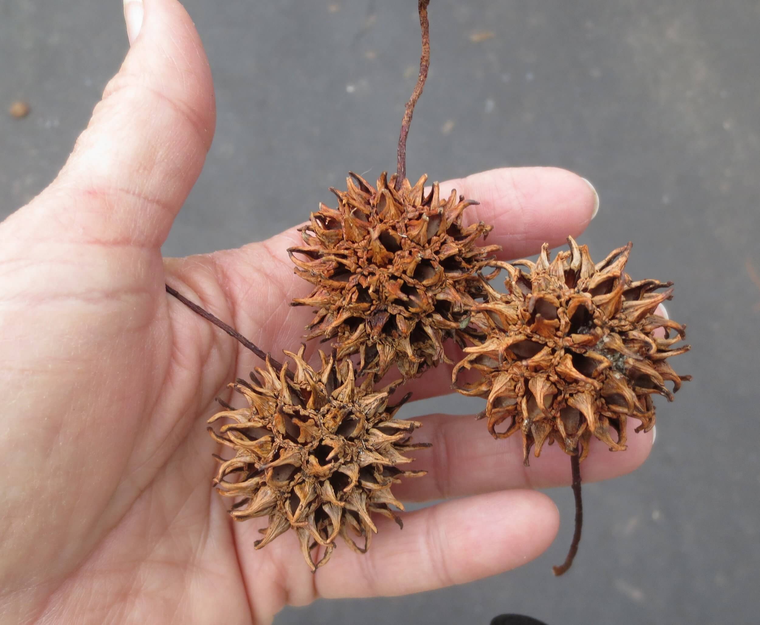 Sweet gum balls