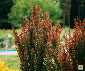 Barberry Identification