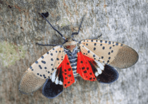 A close-up of the Spotted Lanternfly reveals it resting on tree bark, showcasing its beige, black-spotted front wings. The insect's vibrant red hind wings, adorned with black and white spots, contrast beautifully with its gray body.