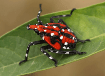 A red and black-spotted insect with white dots crawls on a green leaf.