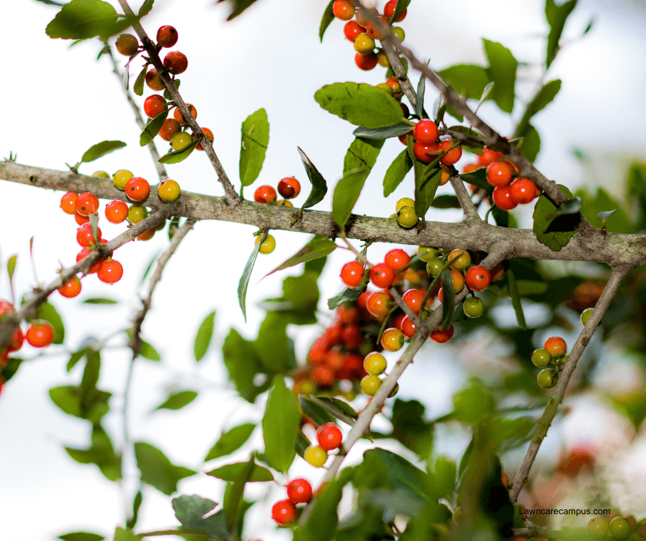 Branches of a plant with clusters of small red, orange, and green berries, surrounded by green leaves. The background is a softly blurred sky.