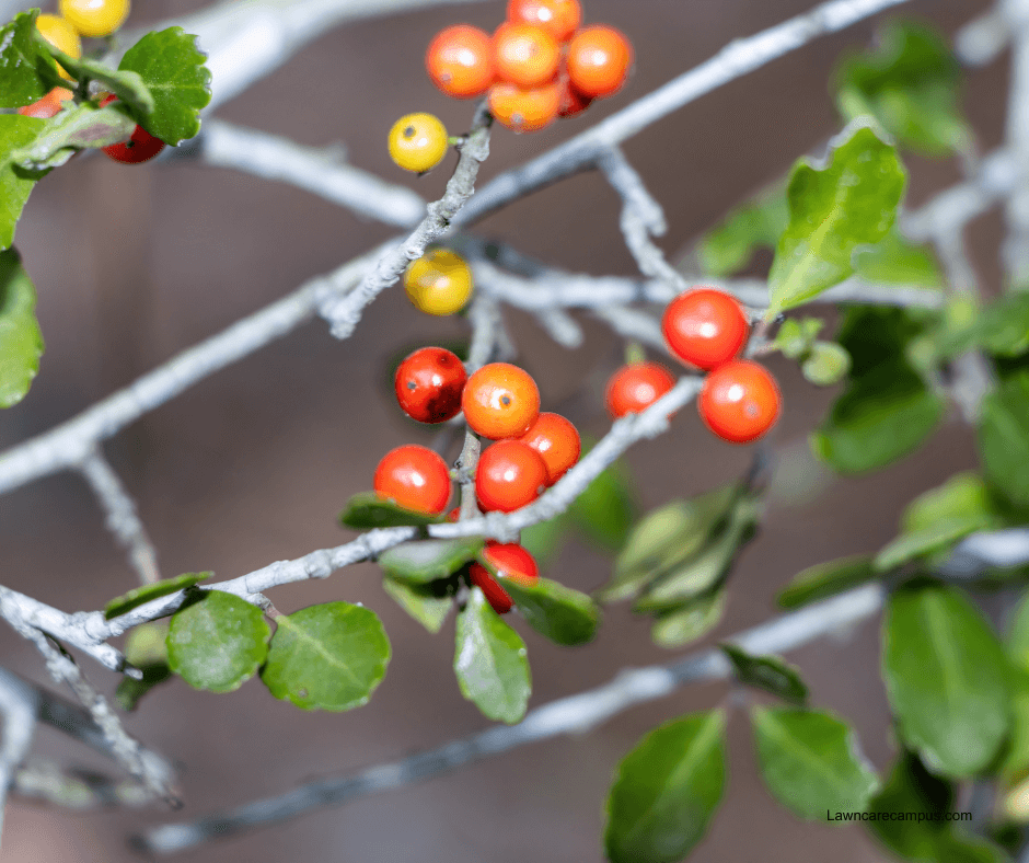 Close-up of a plant with thin, light gray branches adorned with clusters of small, round red and orange berries, surrounded by small, vibrant green leaves. The background is softly blurred.