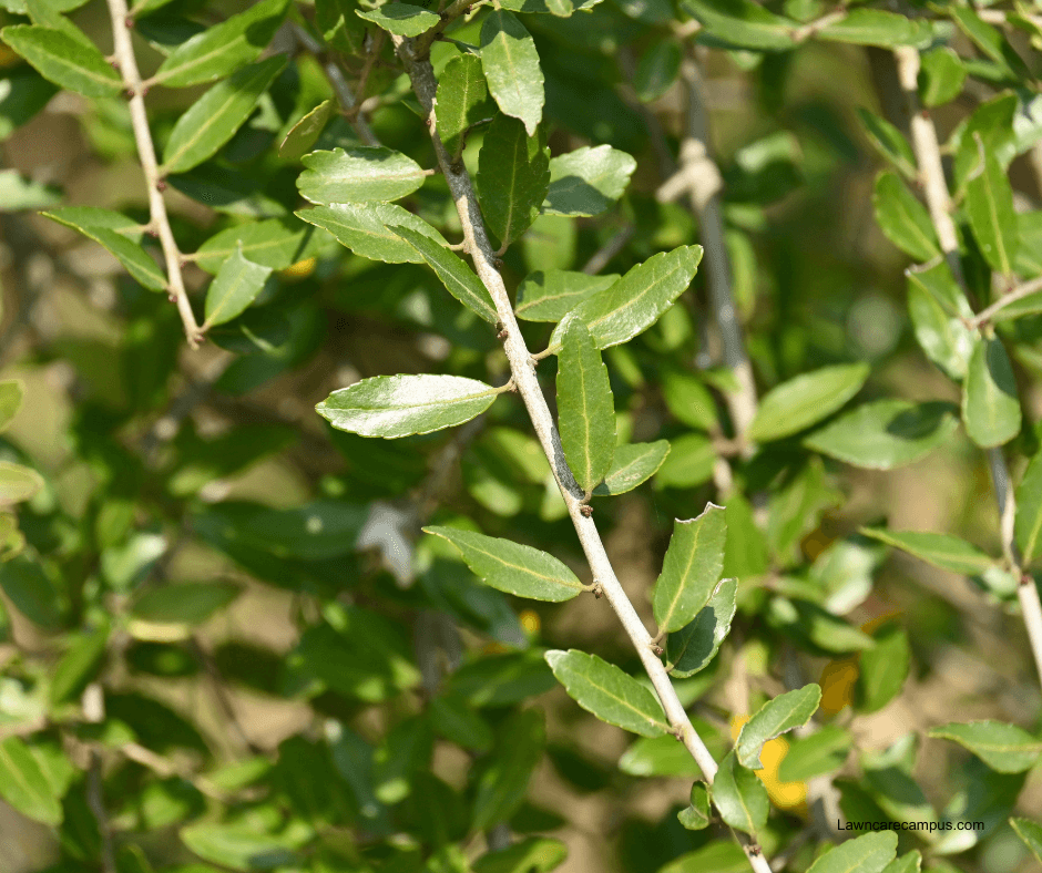 Close-up of a green leafy plant with small, shiny leaves on thin branches. The background is blurred, highlighting the foliage's texture and vibrant color.