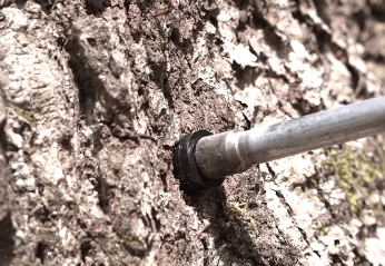 Close-up of a tree trunk with a metal spile inserted into the bark. The spile is used for tapping sap from the tree. The textured surface of the bark is visible, and the setup is likely part of a sap collection process.