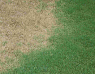 A patch of grass showing a contrast between a dry, brown area and a healthy, green section.