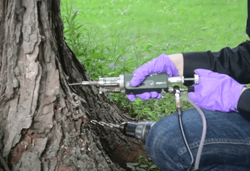 Tree injection A person wearing purple gloves uses a drill to insert a small device into the trunk of a tree, likely for tapping or injecting. The background shows a grassy area.