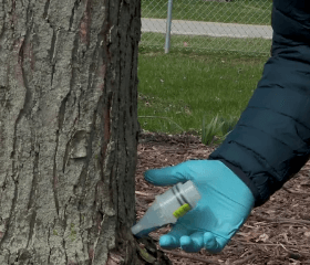 A person wearing blue gloves is injecting a substance into the base of a tree using a syringe-like tool. The tree is in a mulched area, and a fence with a path is visible in the background.